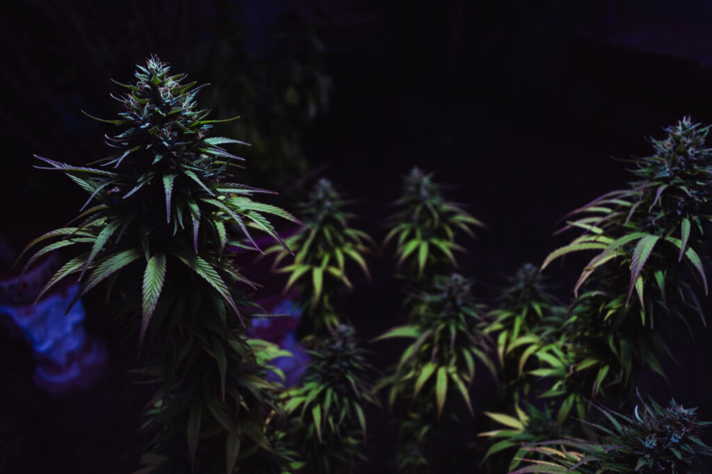 Factors that affect marijuana yield