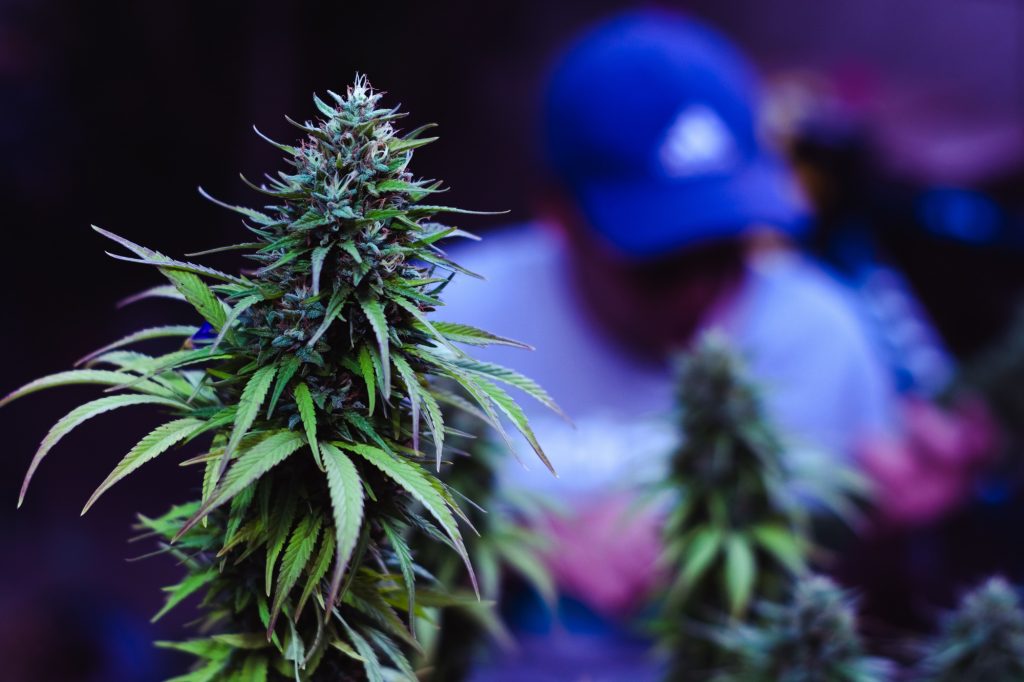 Cannabis social club in Mallorca