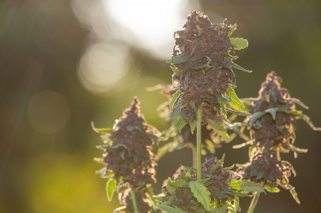 Weed in Spain